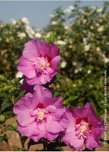 HIBISCUS syriacus ERUPTION