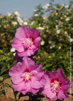 althea-eruption-hibiscus-syriacus-eruption-1.jpg
