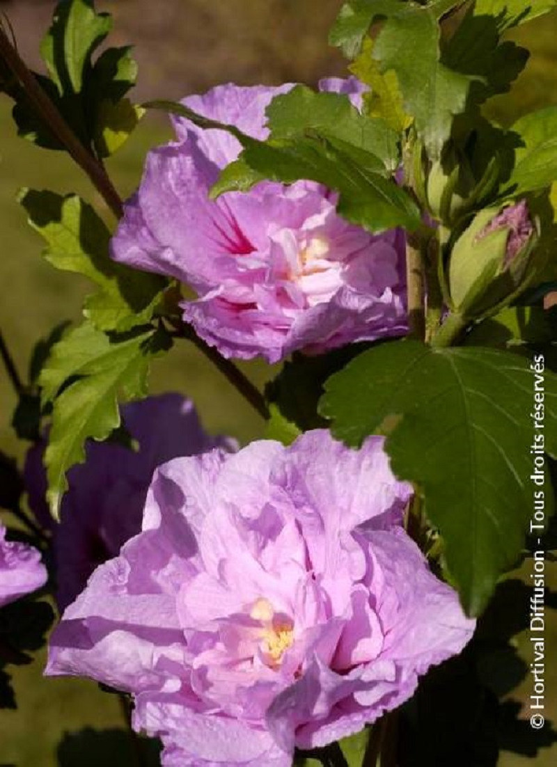 HIBISCUS syriacus LAVENDER CHIFFON