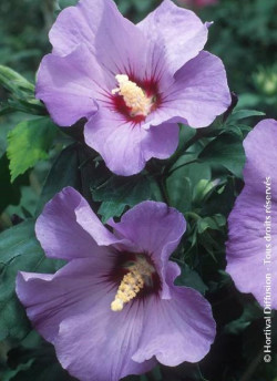 althea-marina-hibiscus-syriacus-marina.jpg