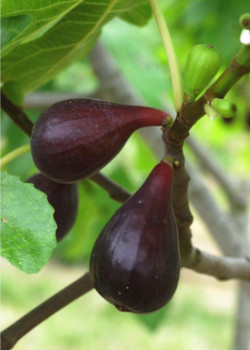 FIGUIER NOIRE DE CAROMB