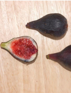 FIGUIER NOIRE DE CAROMB