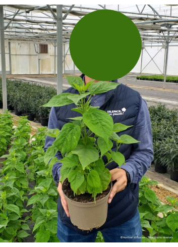 HIBISCUS moscheutos ROSE En pot de 4-5 litres