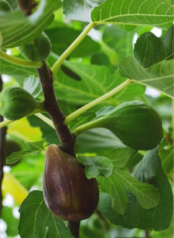 FIGUIER OSBORN PROLIFIC