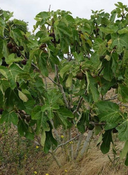 FIGUIER ROUGE DE JUILLET