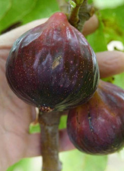 FIGUIER ROUGE DE JUILLET