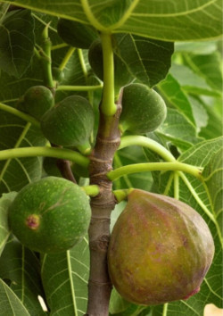 FIGUIER VIOLETTE DAUPHINE