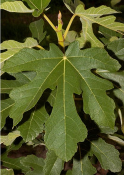 FIGUIER VIOLETTE NORMANDE