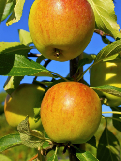 POMMIER COX'S ORANGE PIPPIN