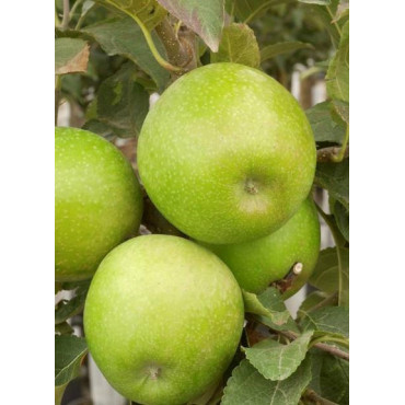 POMMIER GRANNY SMITH