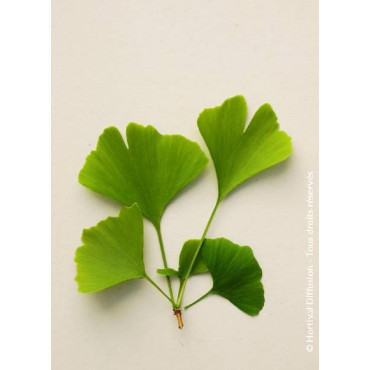 GINKGO biloba