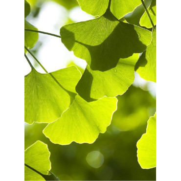 GINKGO biloba