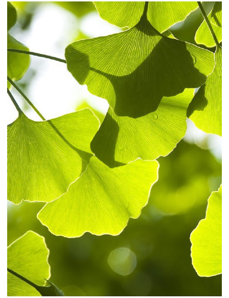 GINKGO biloba