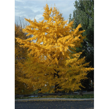 GINKGO biloba