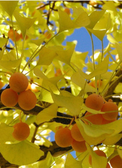 GINKGO biloba