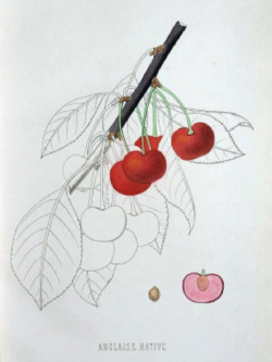 CERISIER ANGLAISE HÂTIVE