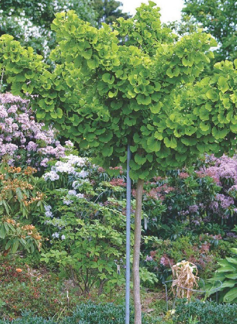 GINKGO biloba MARIKEN