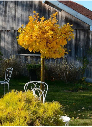 GINKGO biloba MARIKEN