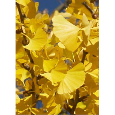 GINKGO biloba PRINCETON SENTRY