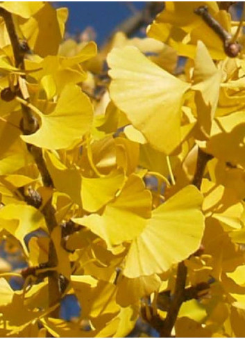 GINKGO biloba PRINCETON SENTRY