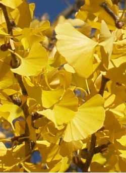 GINKGO biloba PRINCETON SENTRY