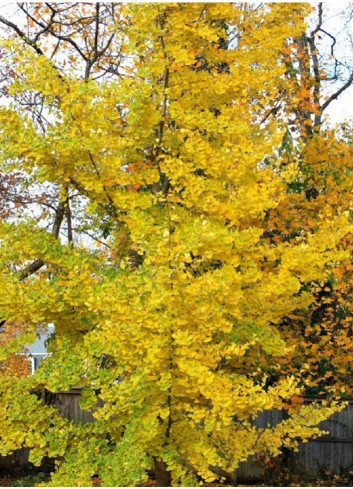 GINKGO biloba PRINCETON SENTRY