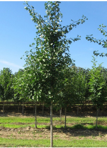 GINKGO biloba PRINCETON SENTRY