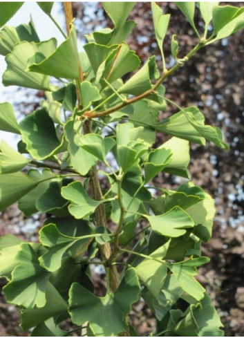 GINKGO biloba PRINCETON SENTRY