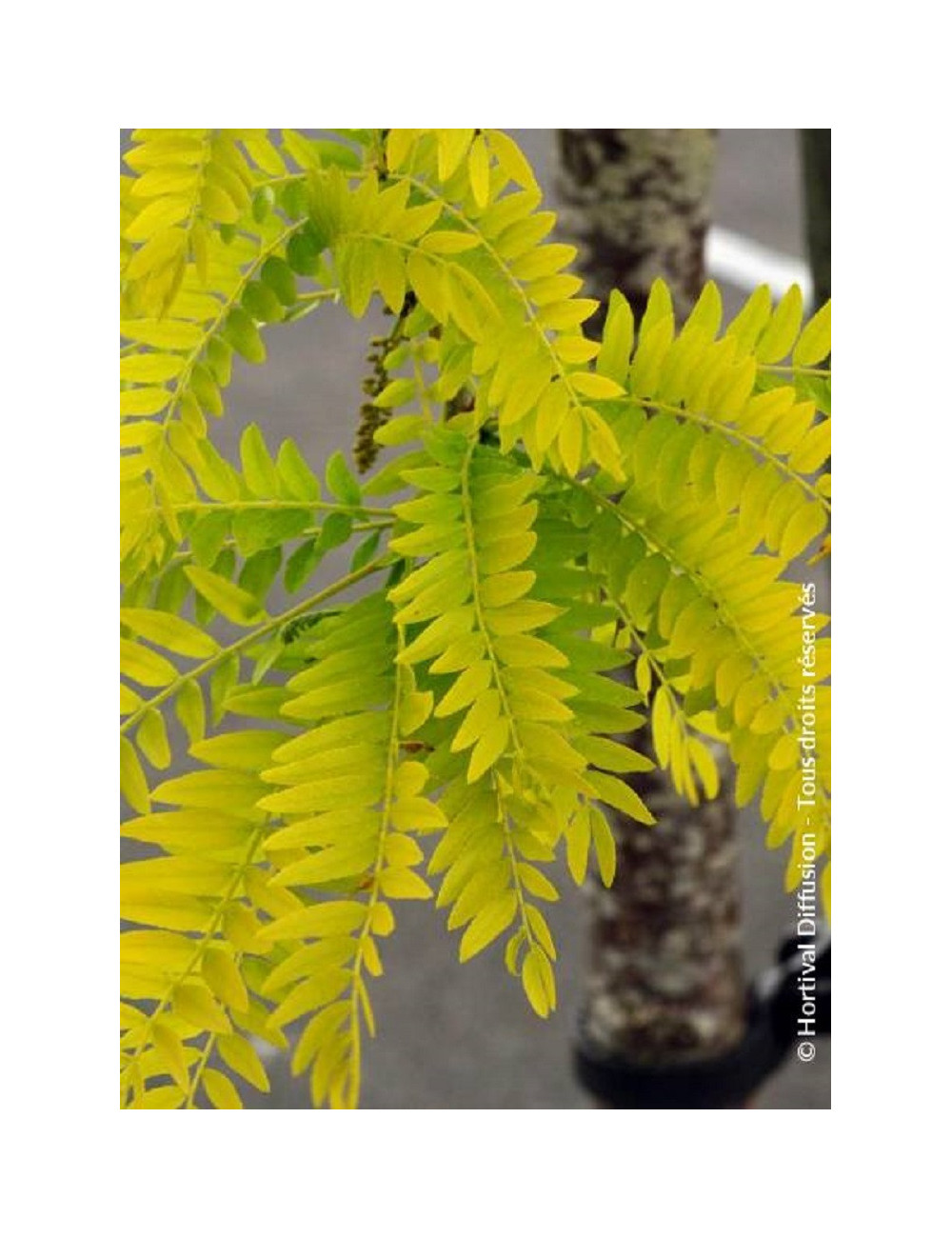 GLEDITSIA triacanthos SUNBURST