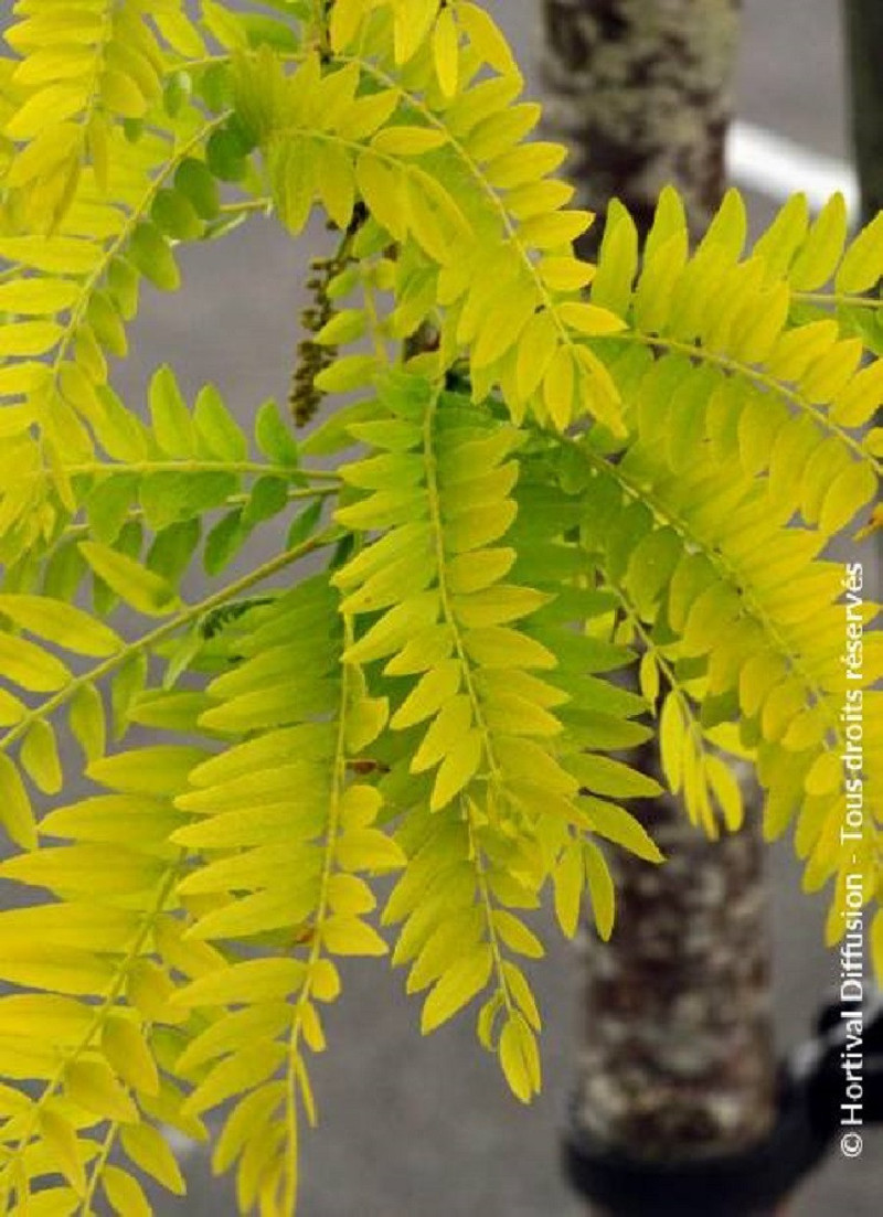 GLEDITSIA triacanthos SUNBURST