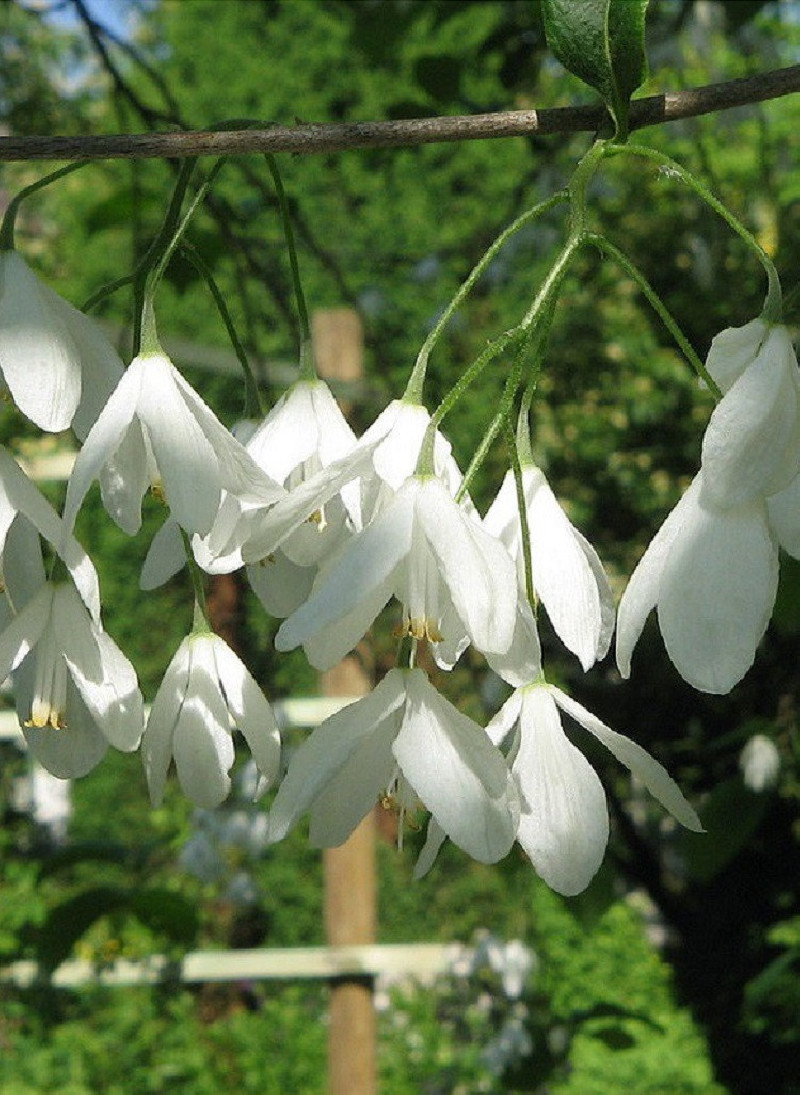 HALESIA carolina