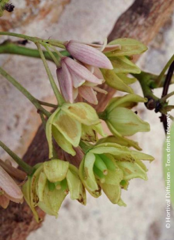 HOLBOELLIA latifolia