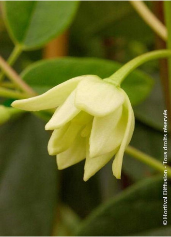 HOLBOELLIA latifolia