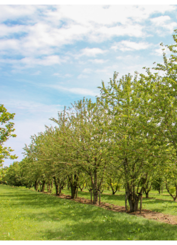 PRUNUS avium