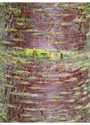 PRUNUS avium