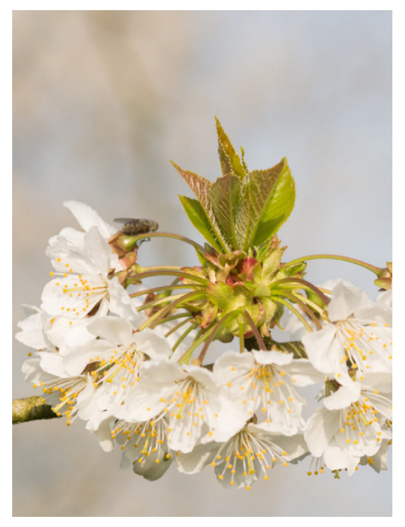 PRUNUS avium