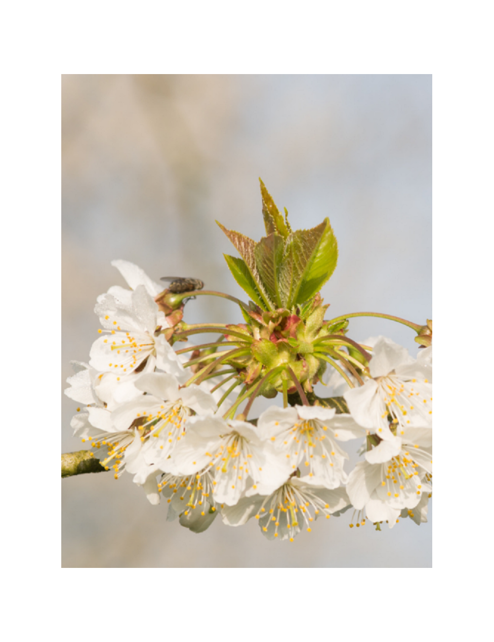 PRUNUS avium