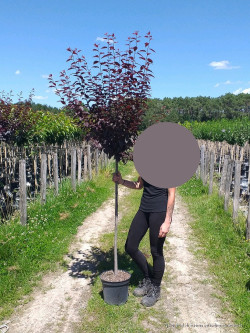 PRUNUS cerasifera ATROPURPUREA En pot de 10-12 litres tige hauteur du tronc 110-130 cm