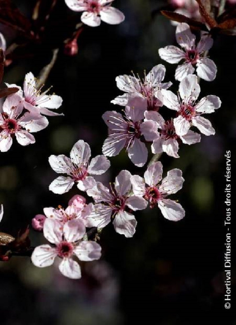 PRUNUS cerasifera ATROPURPUREA
