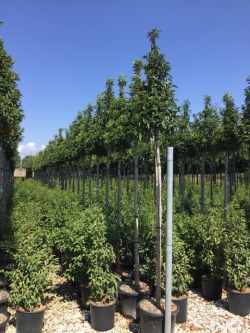 PRUNUS lusitanica ANGUSTIFOLIA 