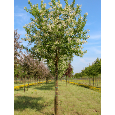 PRUNUS maackii AMBER BEAUTY