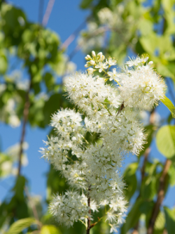 PRUNUS maackii AMBER BEAUTY