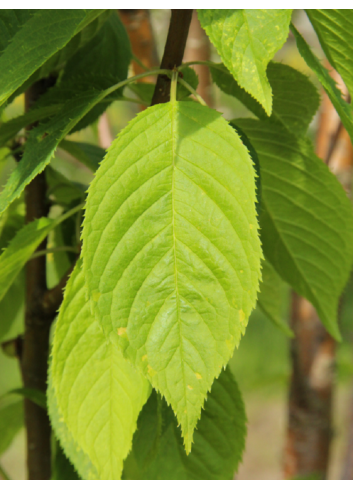 PRUNUS maackii AMBER BEAUTY