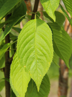 PRUNUS maackii AMBER BEAUTY
