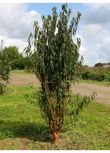 PRUNUS serrula