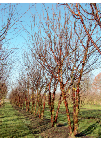 PRUNUS serrula