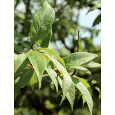 PRUNUS serrula