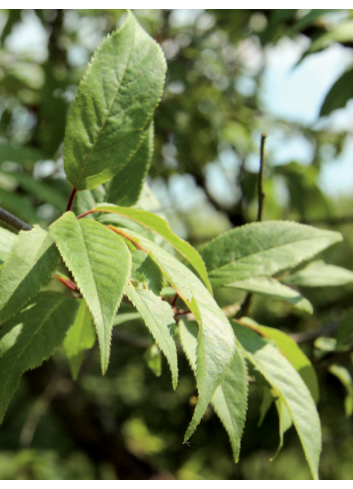 PRUNUS serrula