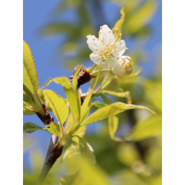 PRUNUS serrula