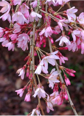 PRUNUS subhirtella PENDULA RUBRA